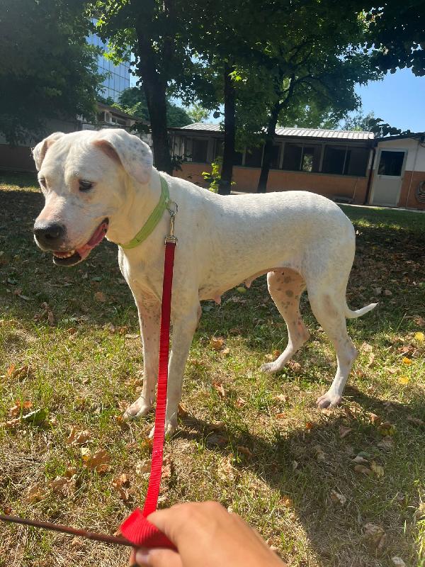 LOLA DOGO ARGENTINO ADOZIONE DEL CUORE Foto 3